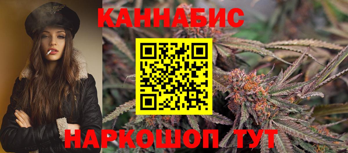 Каннабис планчик Губкинский